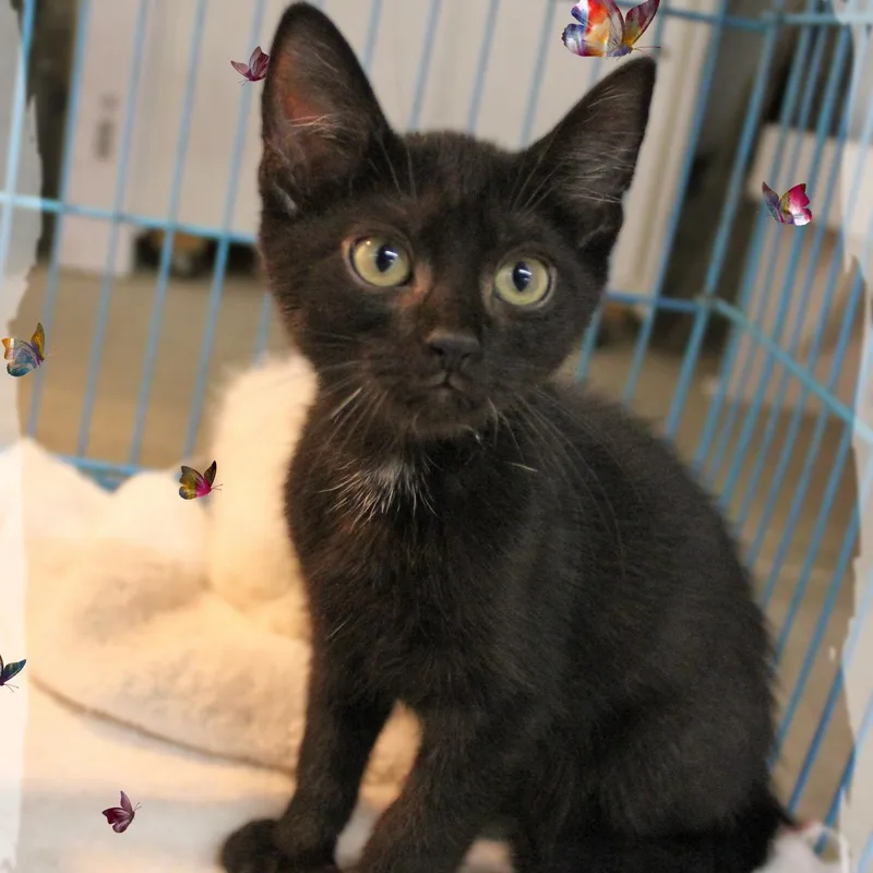 A baby medium-sized male Black Domestic Short Hair cat named Binx for adoption in Amelia, OH