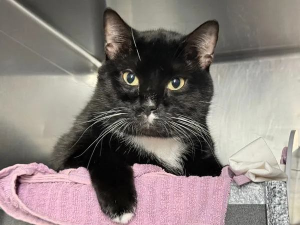 An adult large-sized male Domestic Short Hair cat named Chowder for adoption in New York, NY