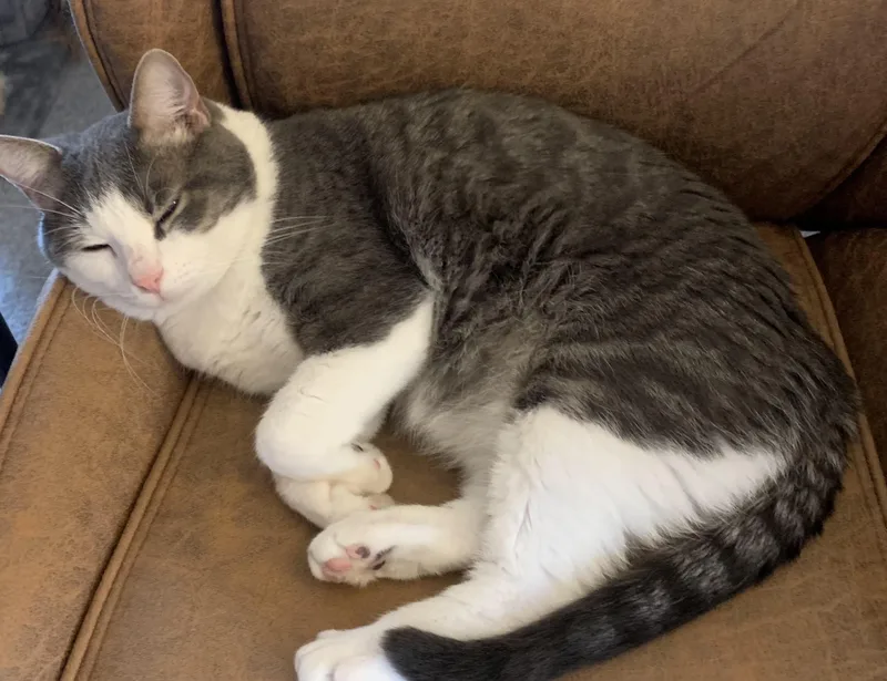 An adult medium-sized male Gray & White Domestic Short Hair cat named Alfred for adoption in Grove City, OH