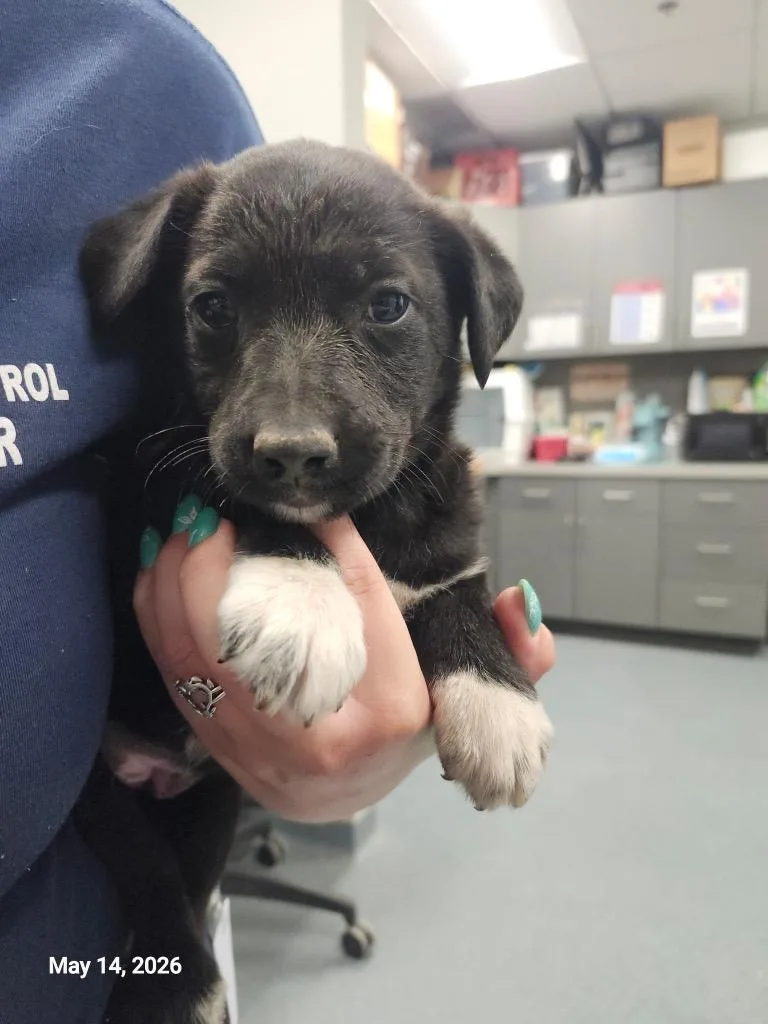 A baby large-sized female Mixed Breed dog named Demi for adoption in Sapulpa, OK