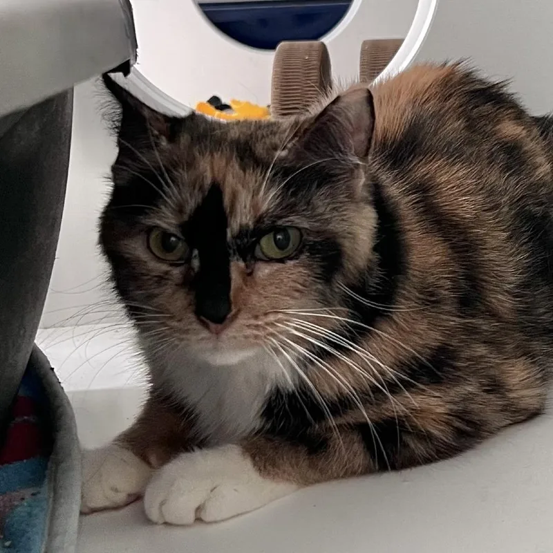 An adult small-sized female Tortoiseshell Domestic Short Hair cat named Caramel Delite for adoption in Chicago, IL