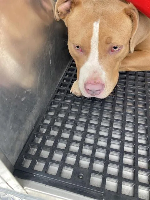 An adult medium-sized male Mixed Breed dog named Stewart for adoption in Dallas, TX