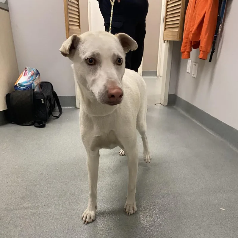 An adult large-sized female White / Cream Mixed Breed dog named Wagsstray for adoption in Westminster, CA