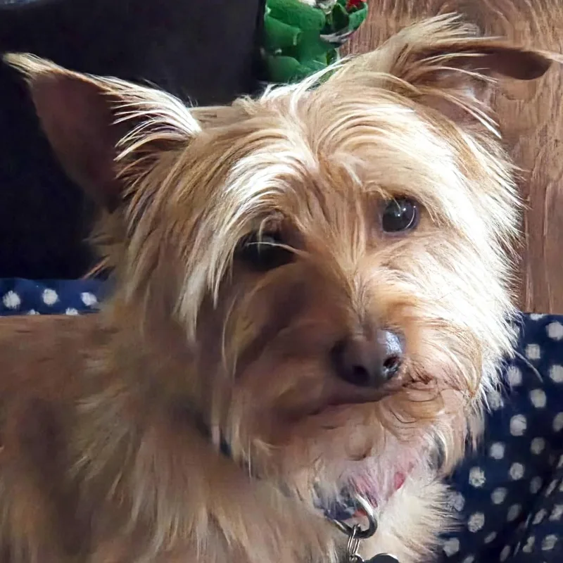 An adult small-sized male Yorkshire Terrier dog named Mr. Wonderful Toto for adoption in Ridgefield, WA