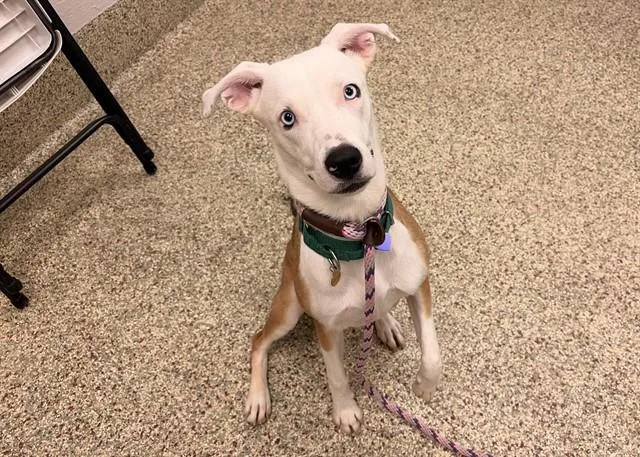A young medium-sized female Australian Cattle Dog / Blue Heeler dog named Solara for adoption in Colorado Springs, CO