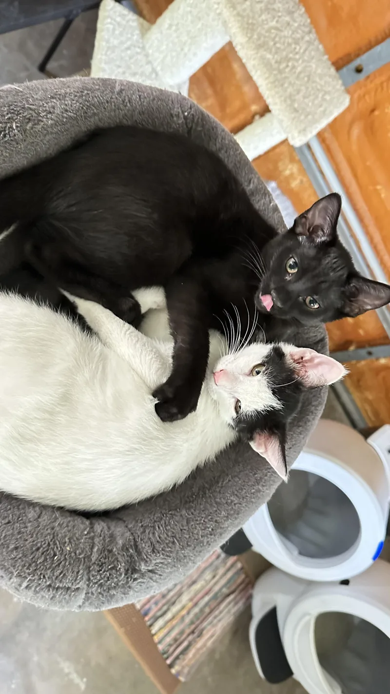 A baby large-sized male White Domestic Short Hair cat named Domino for adoption in Monticello, IN