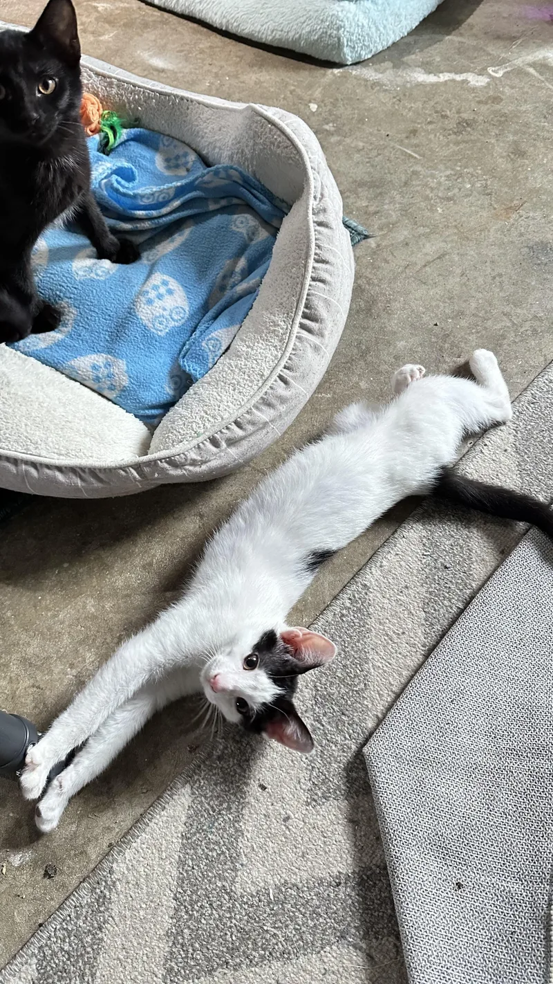 Domino thumbnail 4
