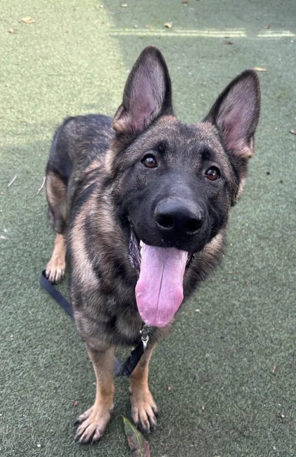 An adult large-sized male German Shepherd Dog dog named Action Bronson for adoption in Oceanside, CA