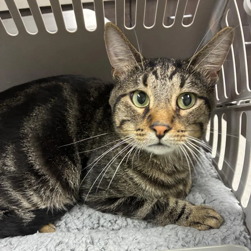 An adult large-sized male Domestic Short Hair cat named Finnegan for adoption in Oak Park, IL