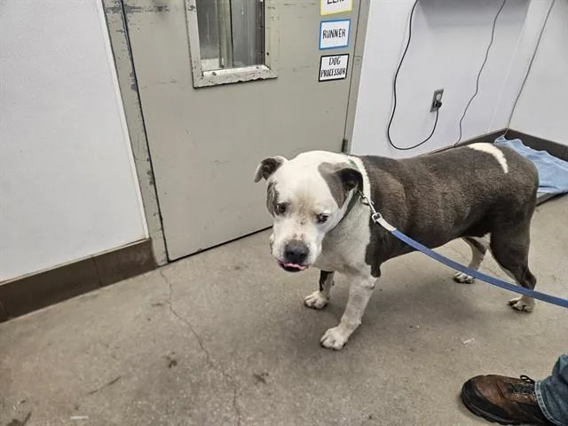 A senior large-sized male American Staffordshire Terrier dog named Baby Boy for adoption in Tucson, AZ