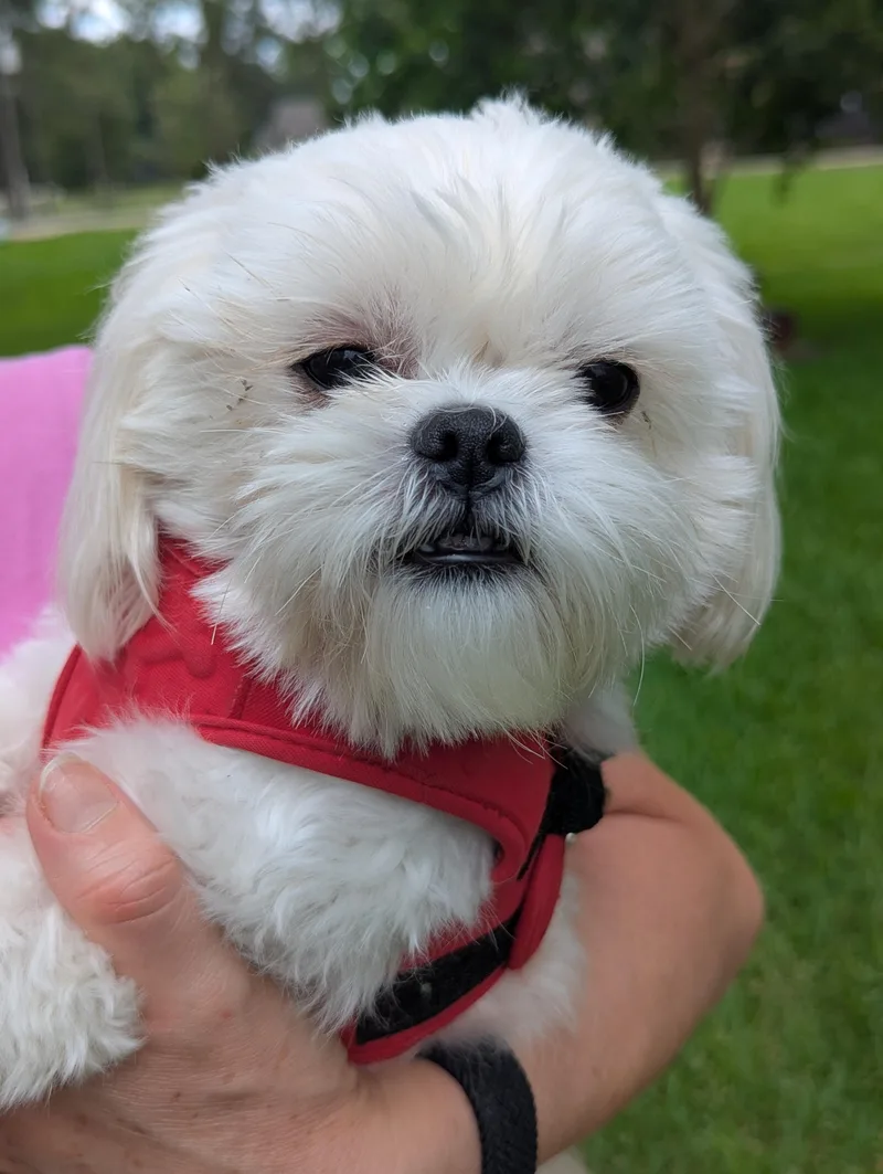 Teddy thumbnail 2