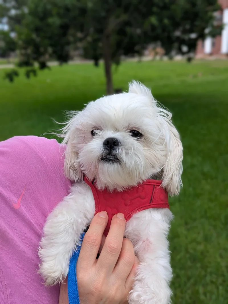 Teddy thumbnail 3