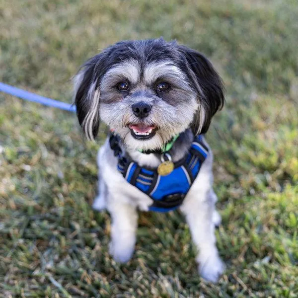 A young small-sized male Shih Tzu dog named Shadow for adoption in Oakland, CA