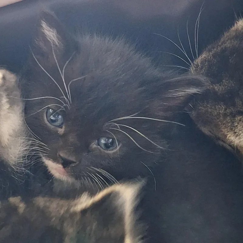 A baby small-sized female Black Domestic Medium Hair cat named Gloria for adoption in Montgomery, AL