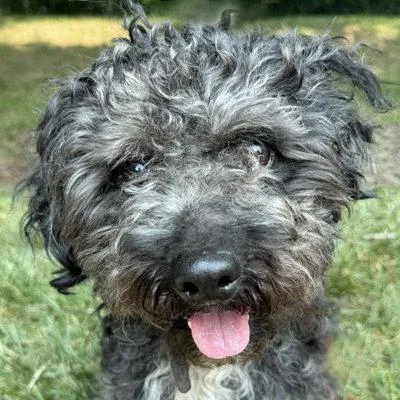 A young medium-sized male Shih Tzu dog named Bart for adoption in Arlington, VA