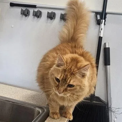 An adult medium-sized male Domestic Long Hair cat named Sunshine for adoption in Scotia, NY