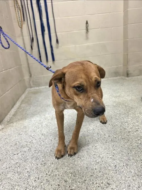 A young medium-sized male Black Mouth Cur dog named Lenny for adoption in Conroe, TX