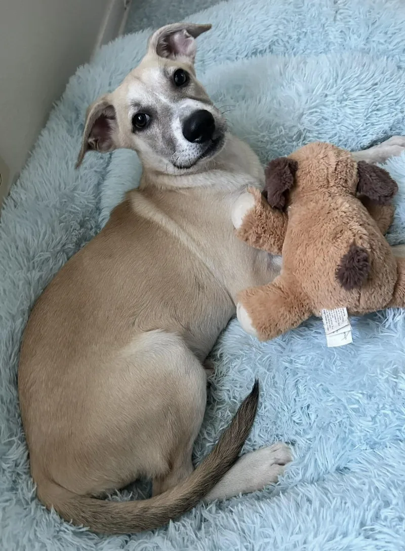 A baby medium-sized female Apricot / Beige German Shepherd Dog named Rory for adoption in South Houston, TX