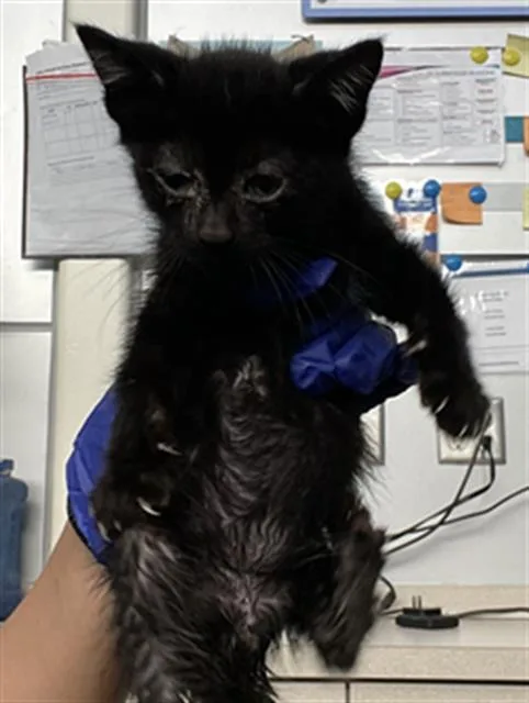 A baby medium-sized male Domestic Short Hair cat named Ringo for adoption in Dallas, TX