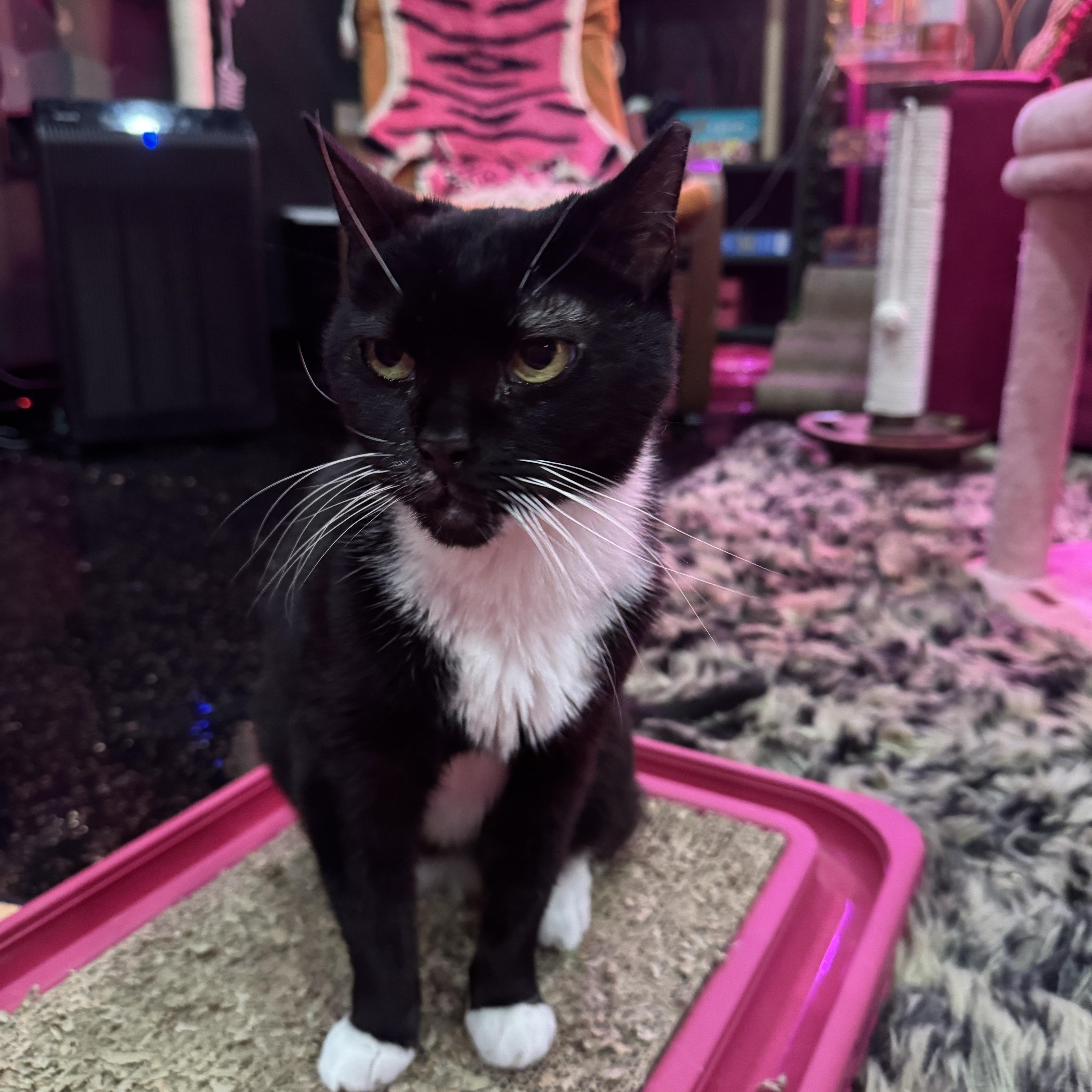 An adult medium-sized female Domestic Short Hair cat named Midnight  Bonded To for adoption in Kennebunk , ME