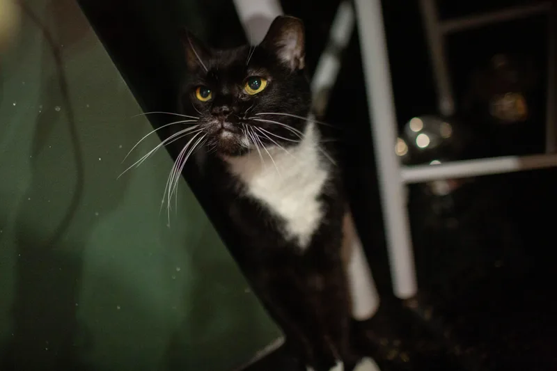 Midnight  Bonded To thumbnail 3