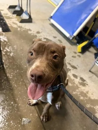 An adult medium-sized male Mixed Breed dog named Don for adoption in Atlanta, GA