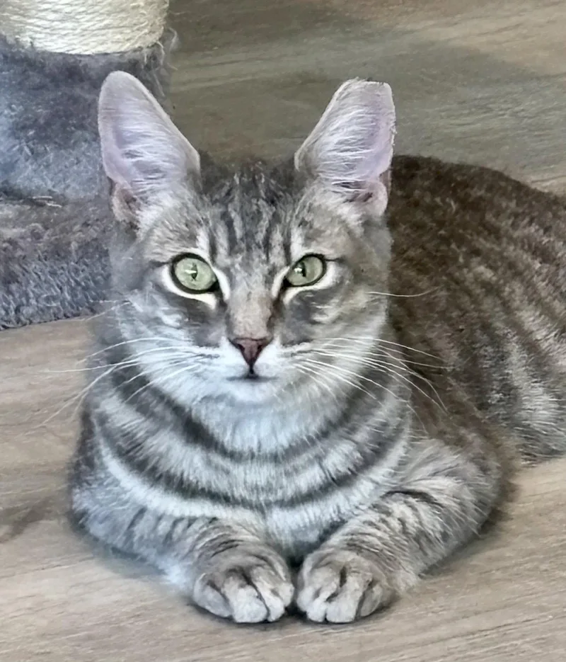A young medium-sized male Tabby cat named Chevy for adoption in Antioch, CA