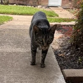 An adult large-sized male Tabby (Brown / Chocolate) Domestic Short Hair cat named Finn for adoption in Liverpool, TX