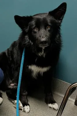 A young large-sized female Black Border Collie dog named Sadie for adoption in Santa Paula, CA