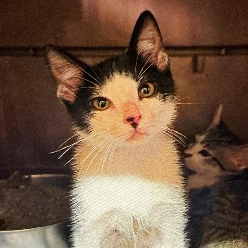 A young small-sized female White Domestic Medium Hair cat named Journey for adoption in Durant, OK