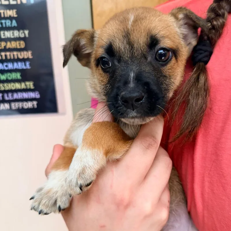A baby small-sized female Brown / Chocolate Australian Shepherd dog named Patch for adoption in Columbus, GA