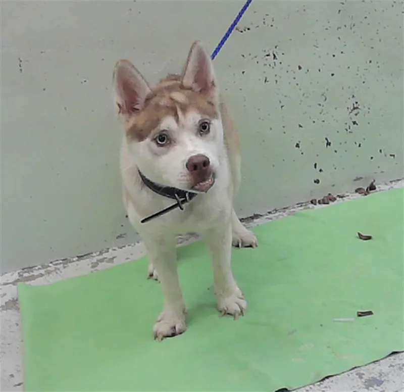 A young medium-sized female Siberian Husky dog named Luna for adoption in Houston, TX