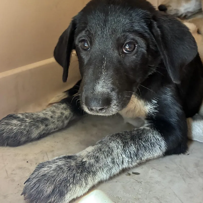 A baby large-sized female Black Anatolian Shepherd dog named Raven for adoption in Columbus, NC