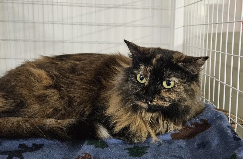 An adult medium-sized female Domestic Long Hair cat named Starmie for adoption in Claremont, NH