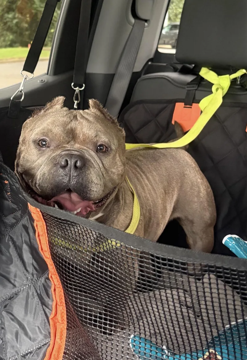 An adult medium-sized male Brindle American Bully dog named Rocko for adoption in Fredericksburg, VA