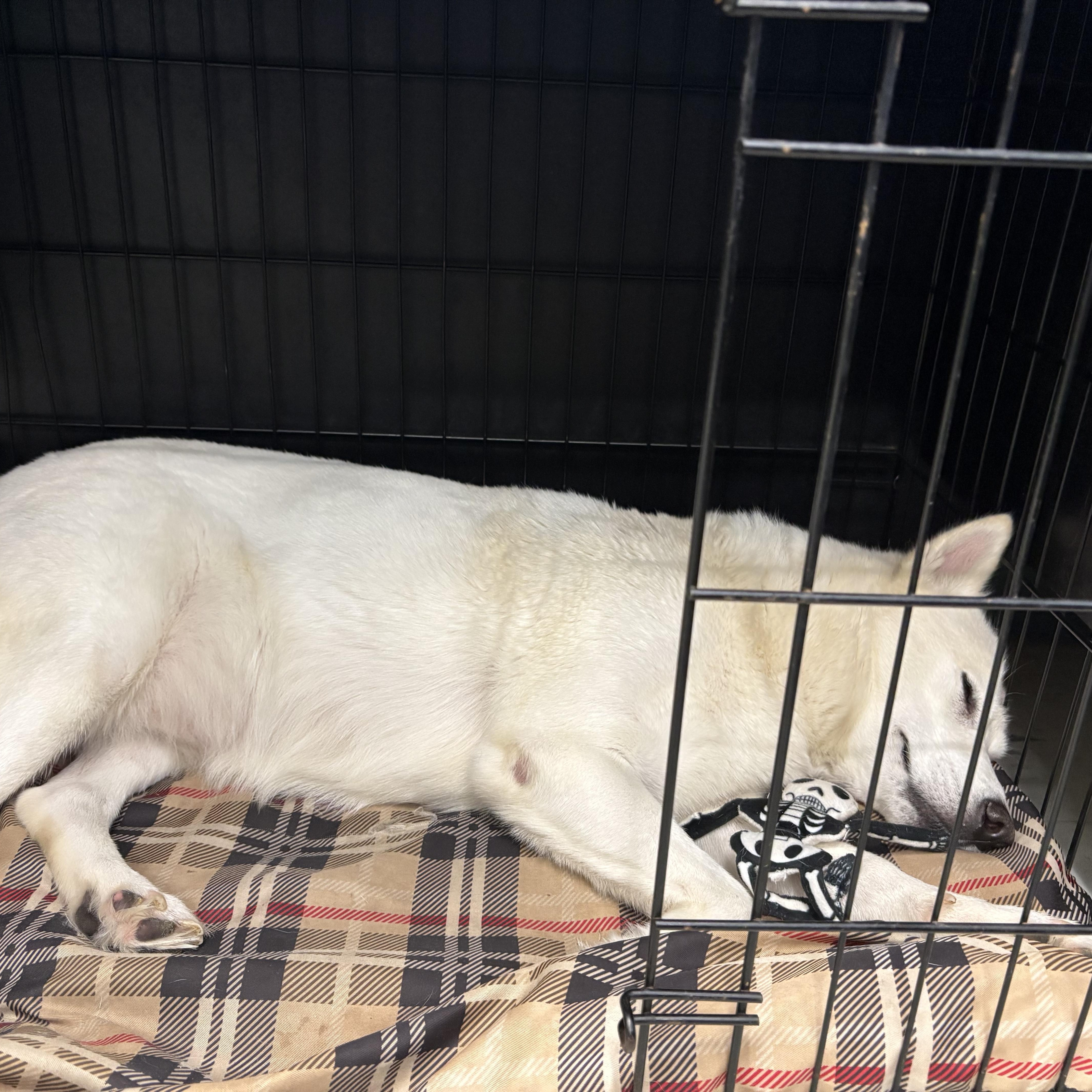 An adult medium-sized female Siberian Husky dog named Luna for adoption in Mansfield, CT