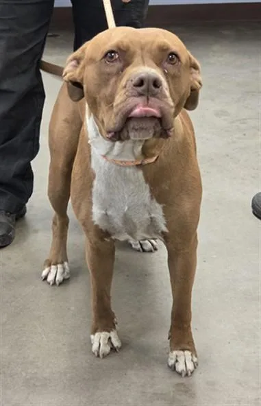 An adult large-sized female Staffordshire Bull Terrier dog named Sedona for adoption in Phoenix, AZ