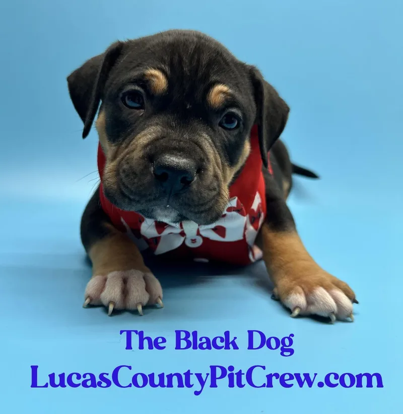 A baby large-sized male Tricolor (Brown, Black, & White) American Bully dog named The Black Dog for adoption in Toledo, OH