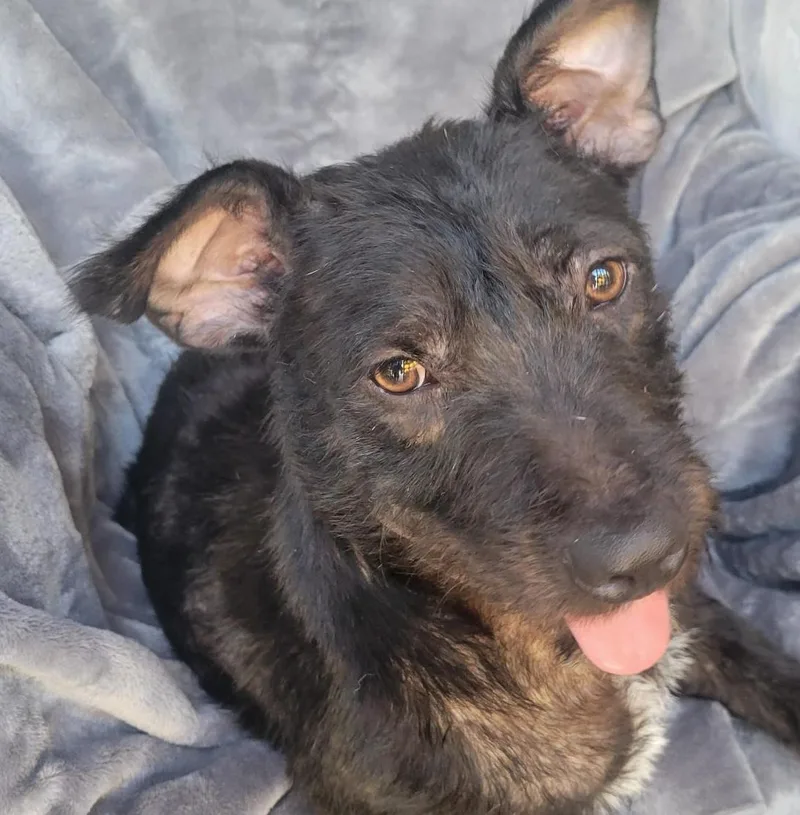 An adult small-sized female Black Terrier dog named Julia for adoption in Sherwood, OR