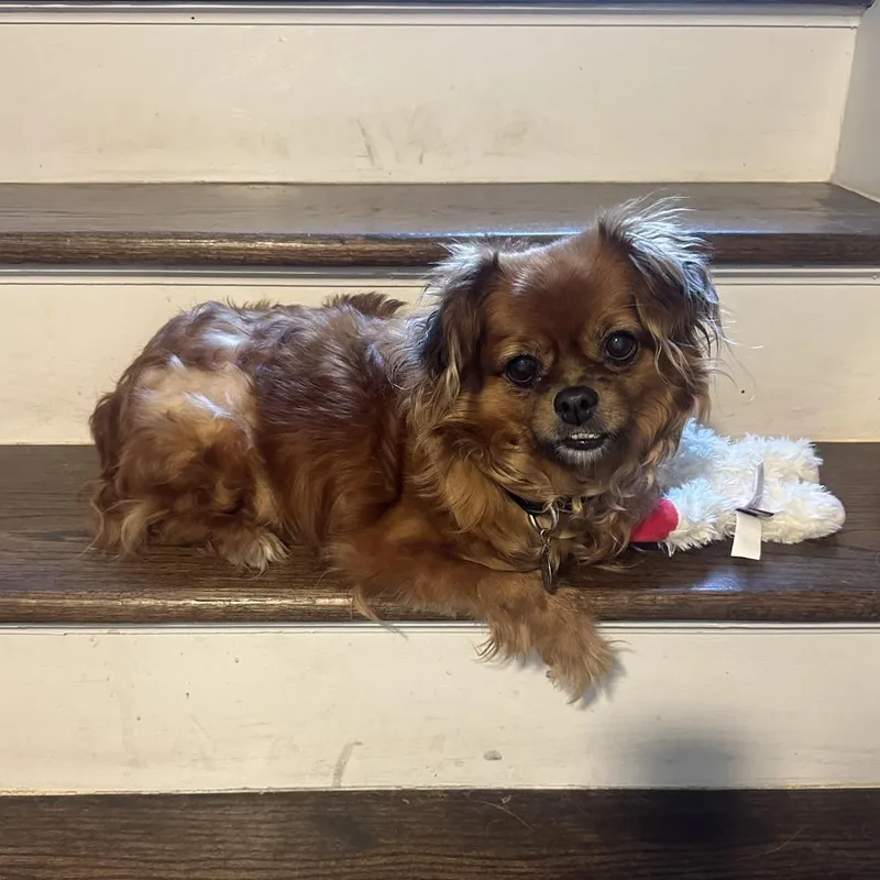 A senior small-sized female Red / Chestnut / Orange Pekingese dog named Miley for adoption in Oak Park, IL