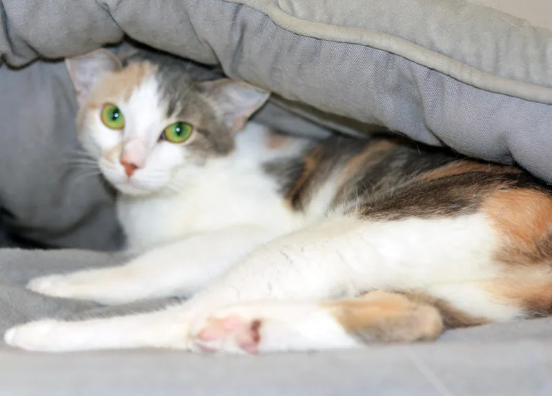 Princess Peanut thumbnail 2