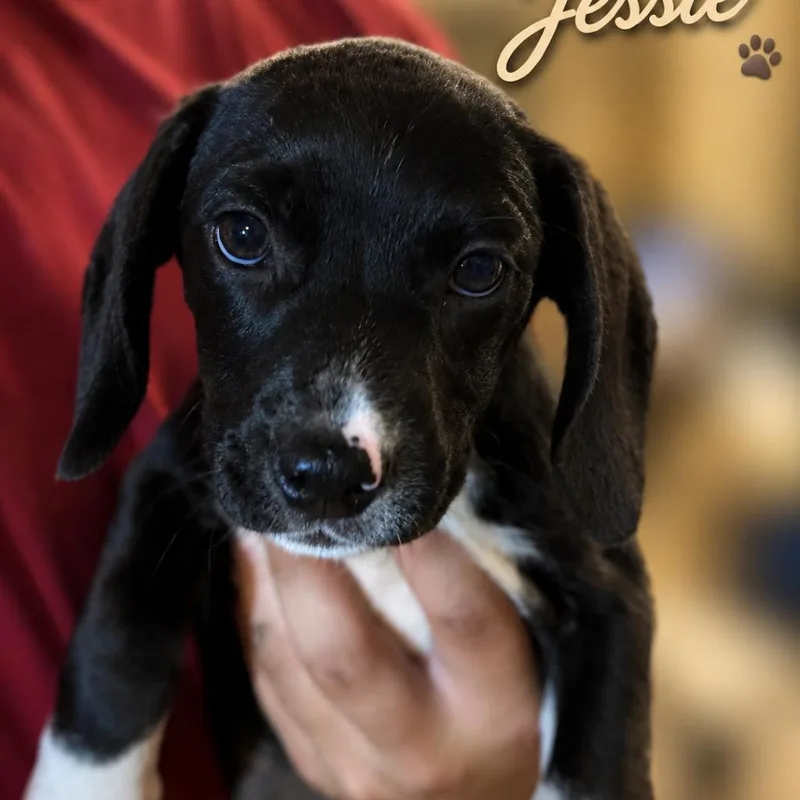 A baby small-sized female Black Beagle dog named Jessie for adoption in Opelika, AL