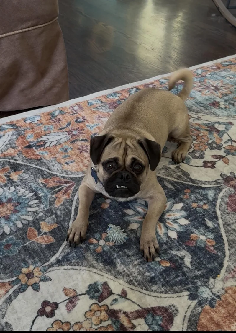 An adult small-sized male Yellow / Tan / Blond / Fawn Pug dog named Little Bit for adoption in Plainfield, IL