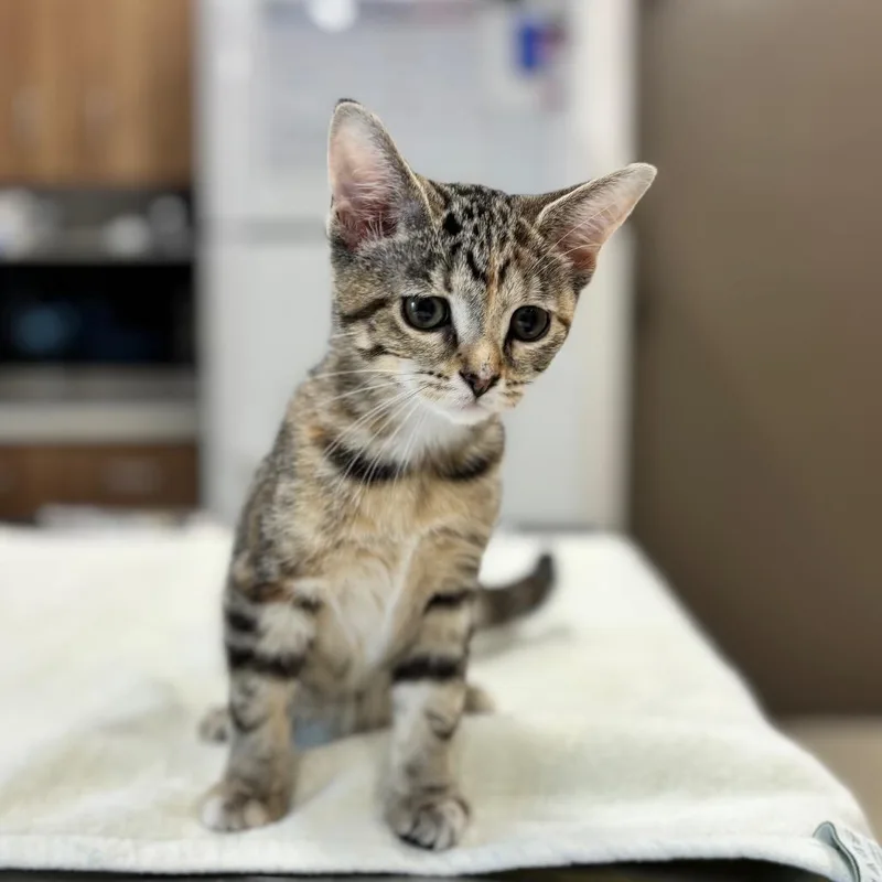 A baby small-sized female Domestic Short Hair cat named Squirrel for adoption in Nashville, IN