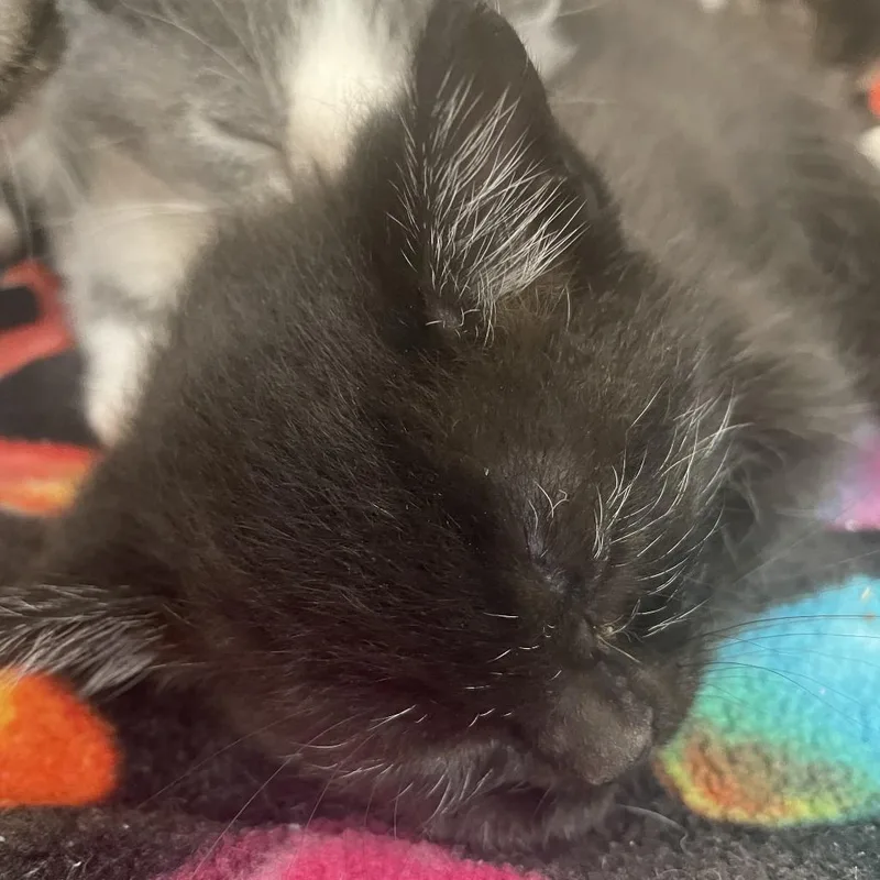 A baby small-sized female Black Domestic Short Hair cat named Licorice C for adoption in Princeton, MN