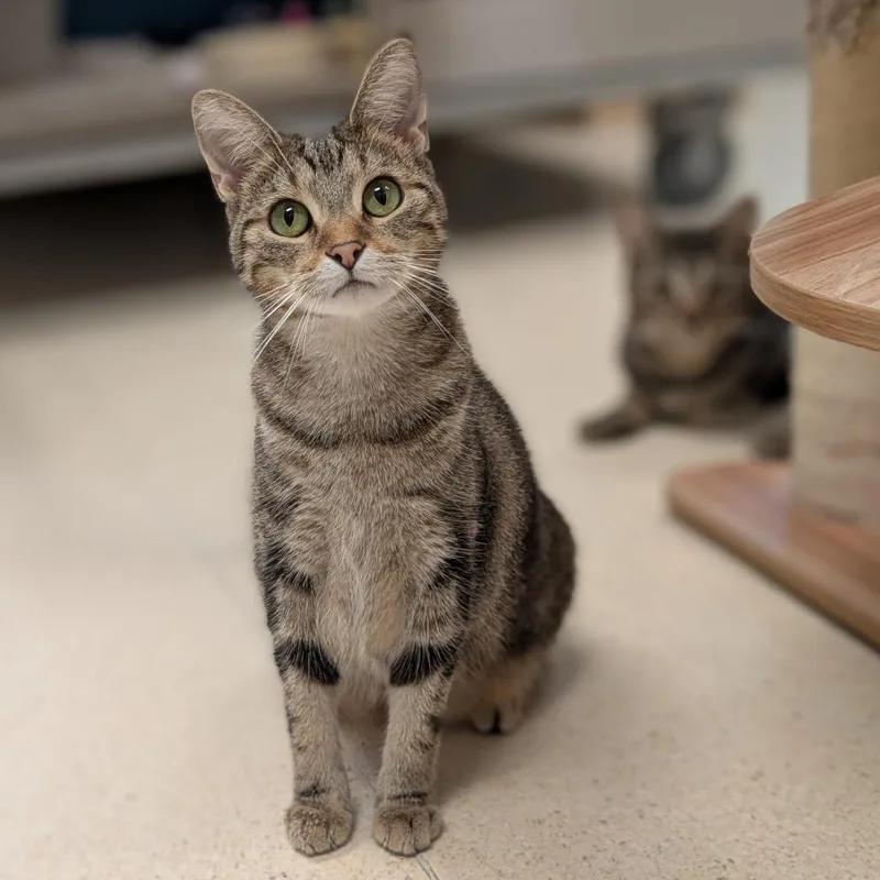 A young medium-sized female Brown / Chocolate Domestic Short Hair cat named Bee for adoption in Toledo, OH