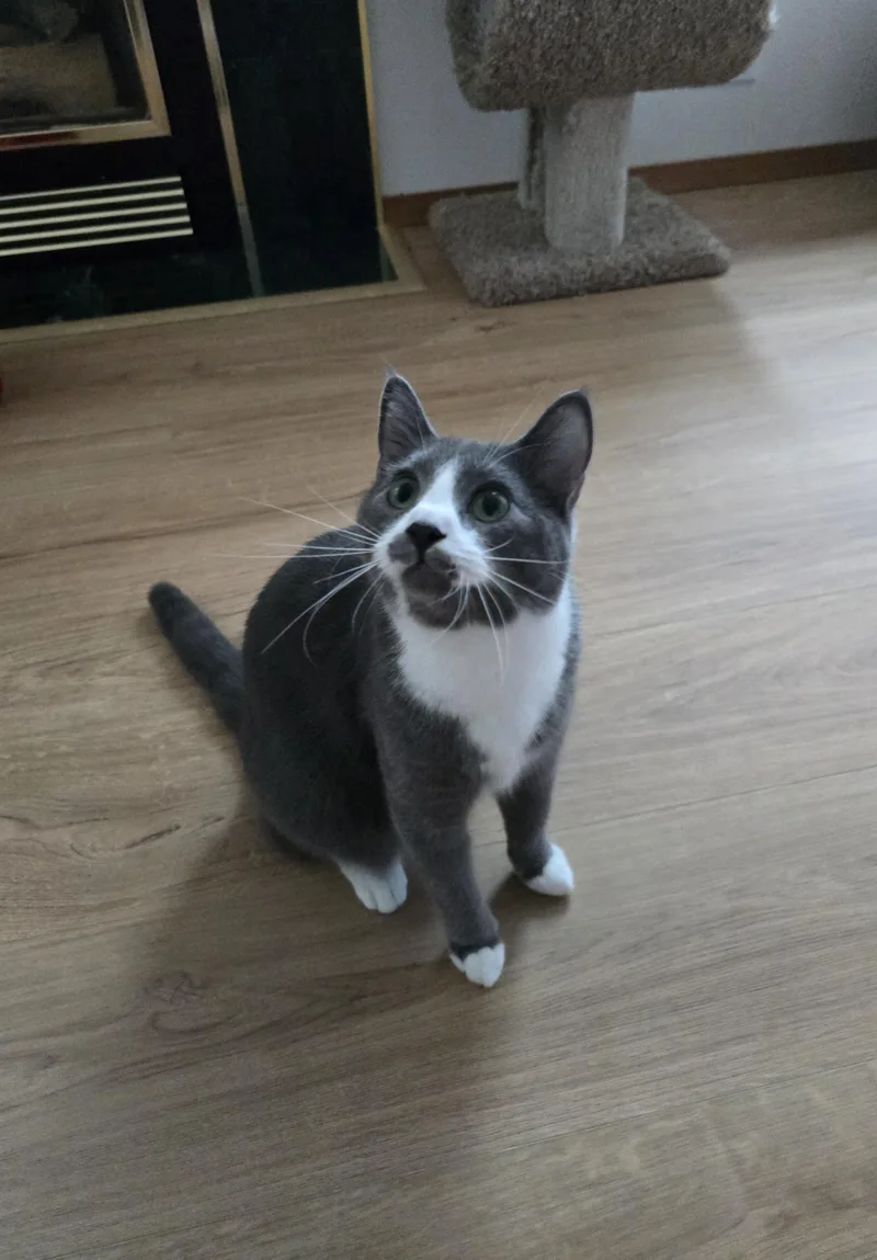A young medium-sized male Gray & White Domestic Short Hair cat named Houdini for adoption in Fargo, ND