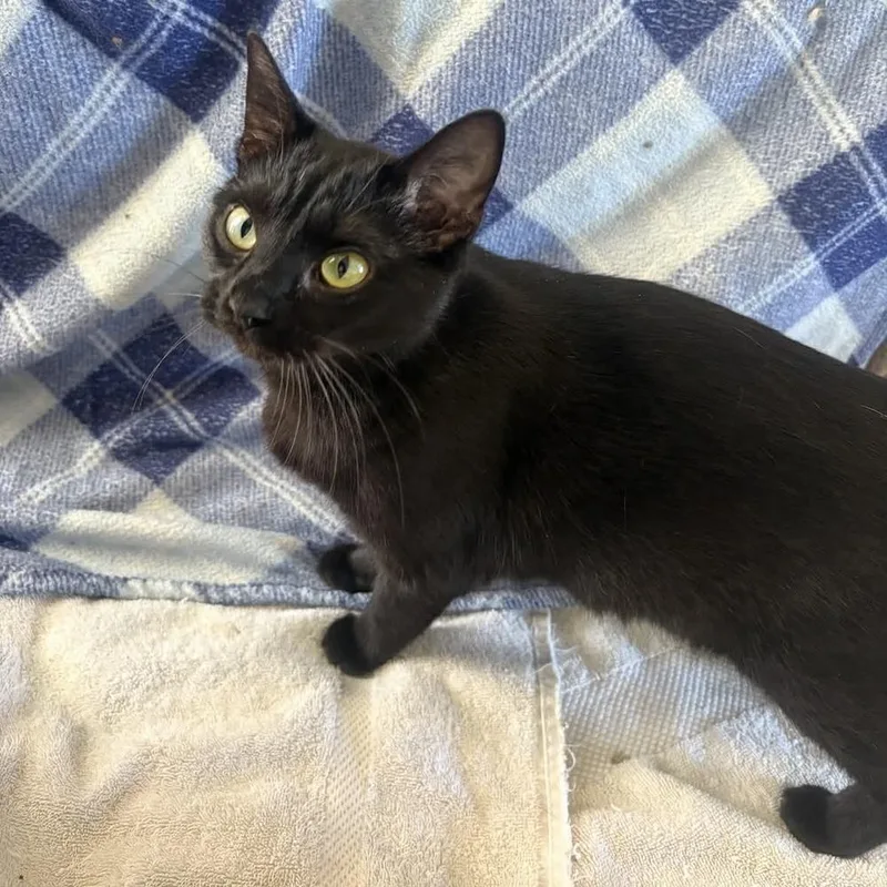 A young medium-sized female Black Domestic Short Hair cat named Bean for adoption in Raleigh, NC