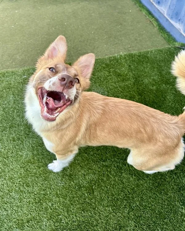 A young large-sized female Border Collie dog named Butterscotch for adoption in Novato, CA