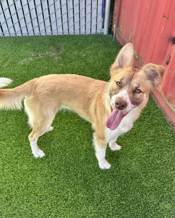 Butterscotch thumbnail 2